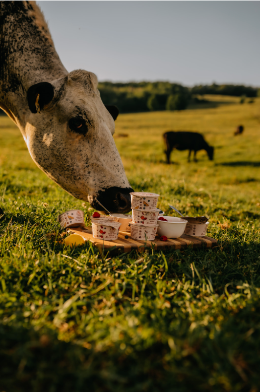 Cow kissing yogurt cups
