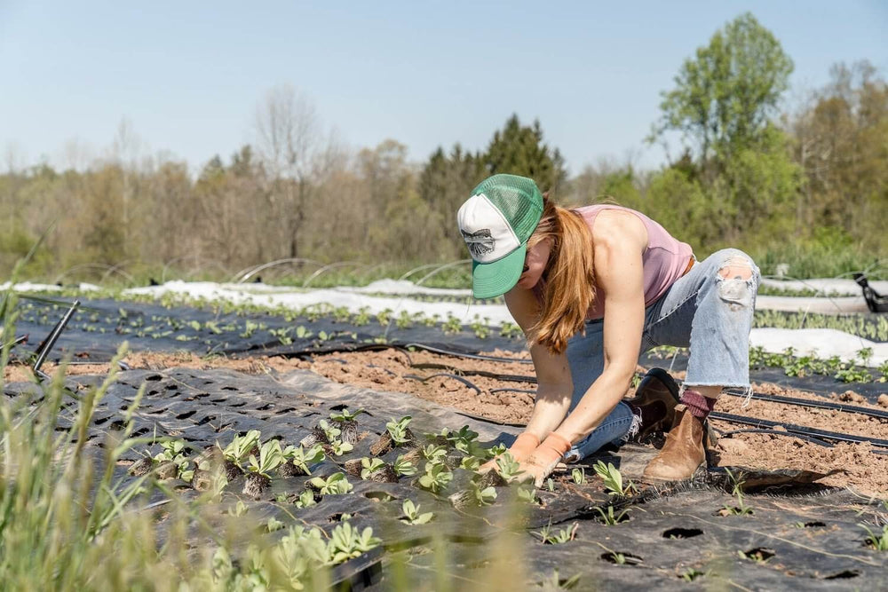 Female farmer planting seedlings in a field