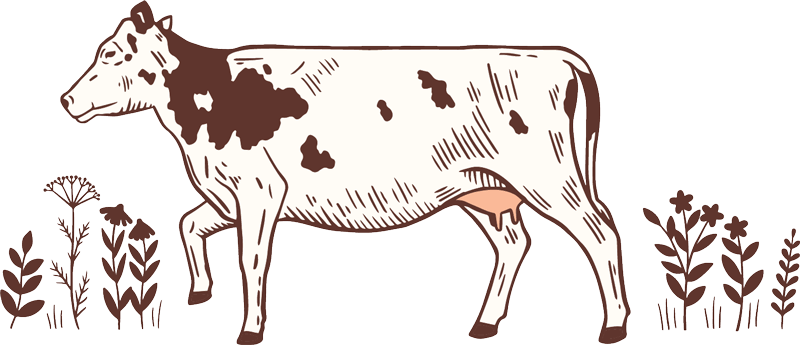 Illustration of a dairy cow in side profile