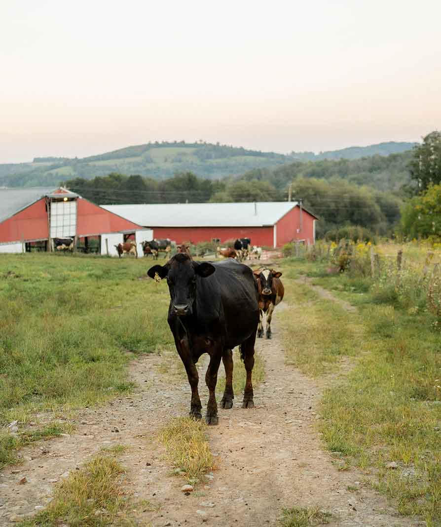 Cows on Painterland Farms