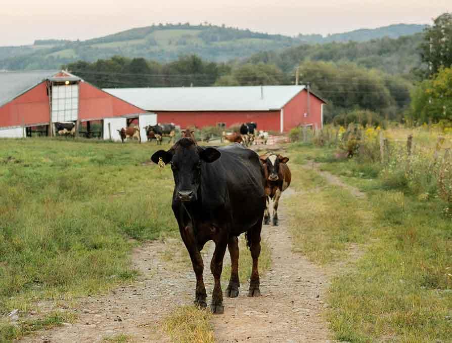 Cows on Painterland Farms